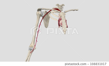 The brachial artery is the major blood vessel supplying blood to your arms 108831017
