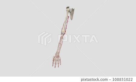 The brachial artery is the major blood vessel supplying blood to your arms The brachial artery is the major blood vessel supplying blood to your arms 108831022