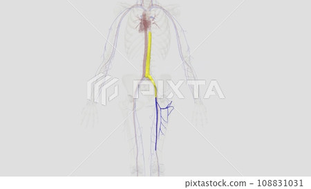 The deep femoral vein, deep vein of the thigh or profunda femoris vein, is a large deep vein in the thigh 108831031
