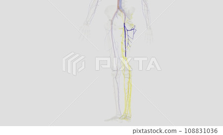 The deep femoral vein, deep vein of the thigh or profunda femoris vein, is a large deep vein in the thigh The deep femoral vein, deep vein of the thigh or profunda femoris vein, is a large deep vein in the thigh 108831036