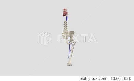 The deep femoral vein, deep vein of the thigh or profunda femoris vein, is a large deep vein in the thigh 108831038