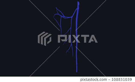 The veins of the lower limb drain deoxygenated blood and return it to the heart 108831039