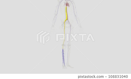 The deep venous system of the calf includes the anterior and posterior tibial veins and the paired peroneal veins The deep venous system of the calf includes the anterior and posterior tibial veins and the paired peroneal veins 108831040
