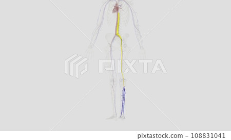 The deep venous system of the calf includes the anterior and posterior tibial veins and the paired peroneal veins 108831041