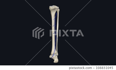 The deep venous system of the calf includes the anterior and posterior tibial veins and the paired peroneal veins 108831045