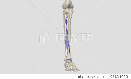 The deep venous system of the calf includes the anterior and posterior tibial veins and the paired peroneal veins 108831053