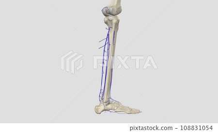 The deep venous system of the calf includes the anterior and posterior tibial veins and the paired peroneal veins 108831054
