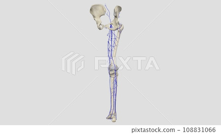 The veins of the lower limb drain deoxygenated blood and return it to the heart The veins of the lower limb drain deoxygenated blood and return it to the heart 108831066