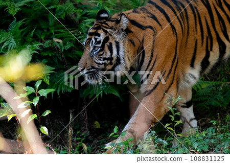 行走的老虎 蘇門答臘虎 108831125