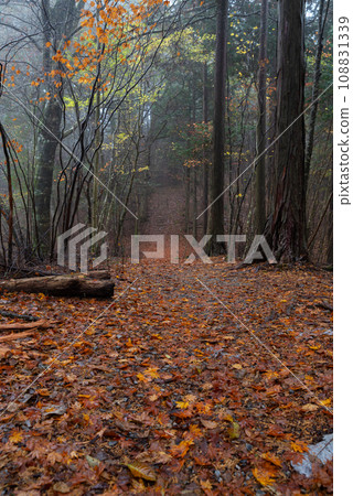 Walking through the fog in the late autumn forest 108831339