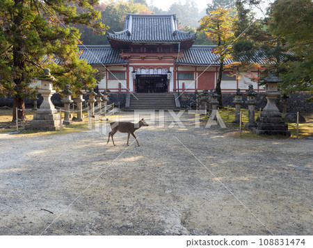 穿過田武山八幡宮參道的鹿 穿過田武山八幡宮參道的鹿 108831474