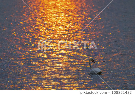 wildilife in  Balaton Felvideki reservation, Hungary 108831482
