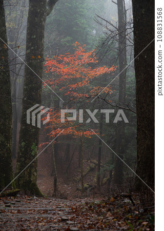 Walking through the fog in the late autumn forest Walking through the fog in the late autumn forest 108831568