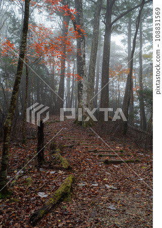 Walking through the fog in the late autumn forest 108831569