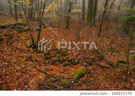 fog and late autumn forest 108831570