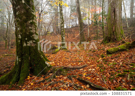 Walking through the fog in the late autumn forest 108831571