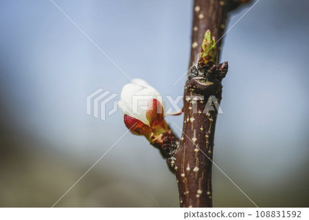 opening tree blossom opening tree blossom 108831592
