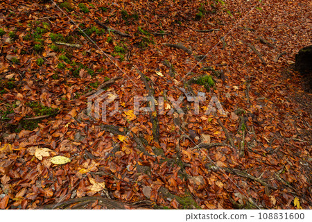fog and late autumn forest fog and late autumn forest 108831600