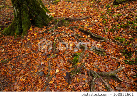 fog and late autumn forest 108831601
