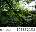 陽光透過初夏 108832158