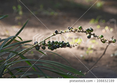 The round fruit of Yaburan that changes from green to black. 108832189