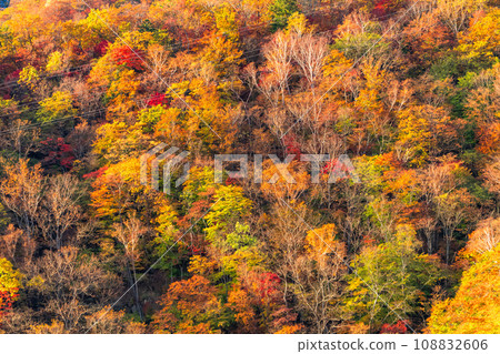 [Tochigi Prefecture] View of Nikko Irohazaka and Akechidaira at the peak of autumn leaves 108832606