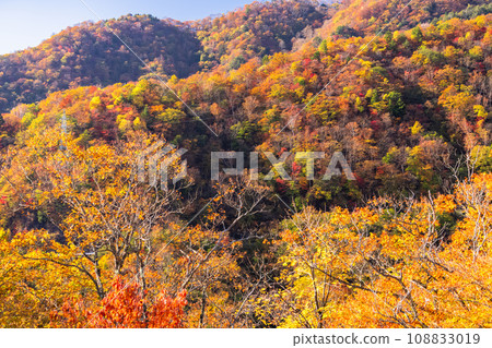 [Tochigi Prefecture] View of Nikko Irohazaka and Akechidaira at the peak of autumn leaves 108833019