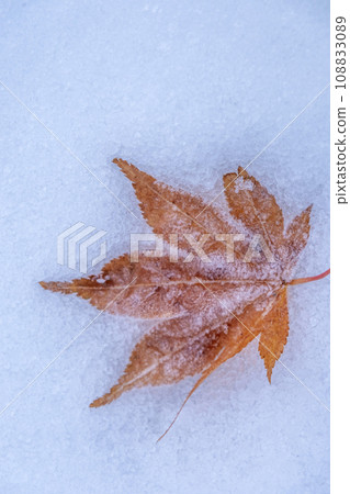 Fallen leaves with frost (Hiruzen Plateau) 108833089