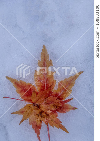 Fallen leaves with frost (Hiruzen Plateau) 108833100