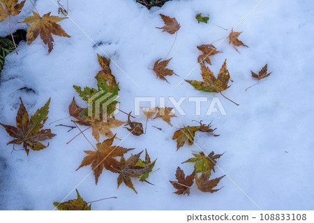 Fallen leaves with frost (Hiruzen Plateau) 108833108