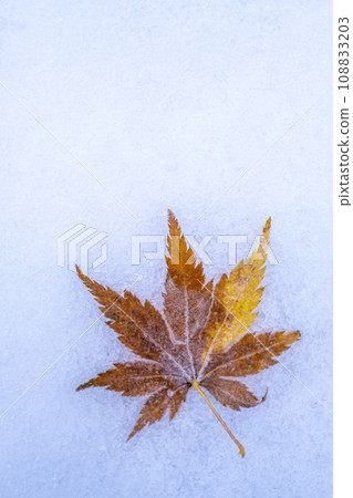 Fallen leaves on the snow (Hiruzen Plateau) 108833203