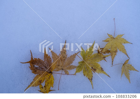 雪上的落葉（蒜山高原） 108833206
