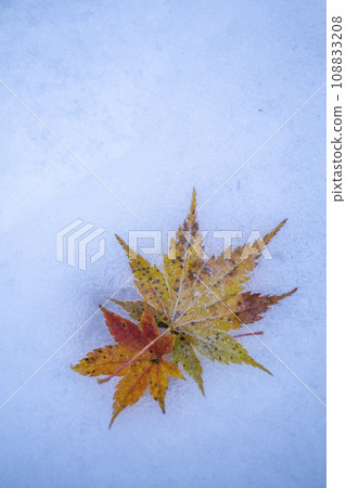 雪上的落葉(蒜山高原) 雪上的落葉(蒜山高原) 108833208