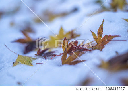 Fallen leaves on the snow (Hiruzen Plateau) 108833317