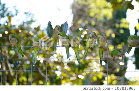 Barcelona. City Park. Monk parakeet Myiopsitta monachus , Group of green parakeets on a chain-link fence Barcelona. City Park. Monk parakeet Myiopsitta monachus , Group of green parakeets on a chain-link fence 108833965