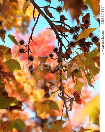 Maple branch with colored leaves and fruit (yellow-leaved Taiwanese maple) 108834194
