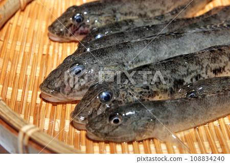 I took a picture of the goby I caught in a colander. 108834240