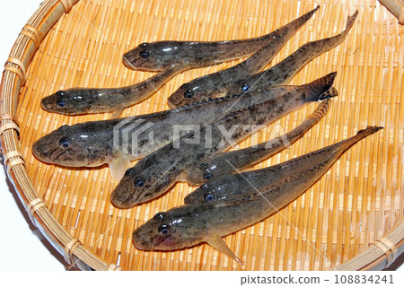 我拍了一張用漏杓抓到的蝦虎魚的照片。 108834241