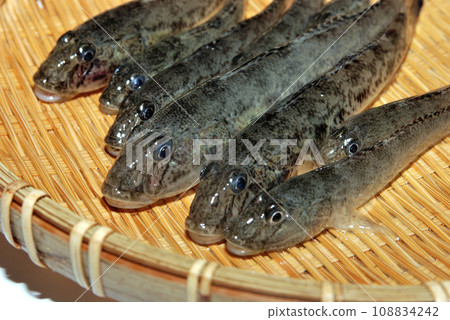 I took a picture of the goby I caught in a colander. 108834242