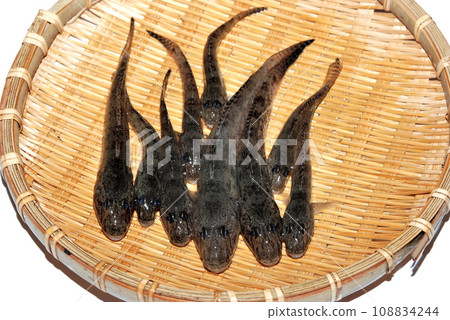 I took a picture of the goby I caught in a colander. I took a picture of the goby I caught in a colander. 108834244