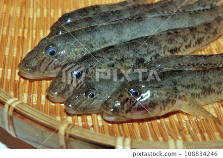 I took a picture of the goby I caught in a colander. 108834246