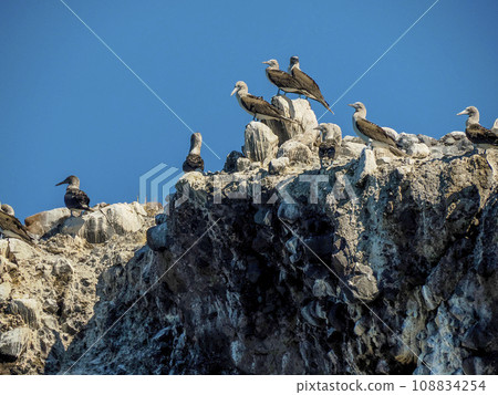 Blue-footed Booby (Sula nebouxii) on rocks, coming from Galapagos Islands, Ecuador to Baja California Sur, Mexico 108834254