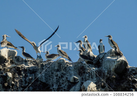 Blue-footed Booby (Sula nebouxii) on rocks, coming from Galapagos Islands, Ecuador to Baja California Sur, Mexico Blue-footed Booby (Sula nebouxii) on rocks, coming from Galapagos Islands, Ecuador to Baja California Sur, Mexico 108834256