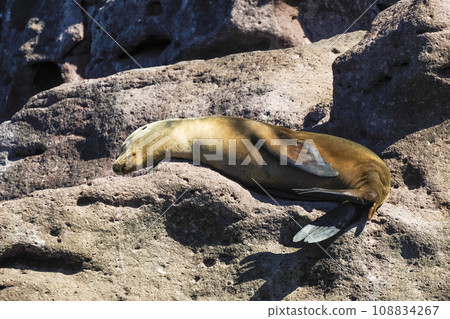 california sea lion relaxing on rocks galapagos california sea lion relaxing on rocks galapagos 108834267