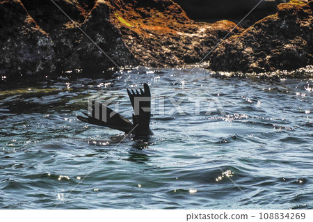 california sea lion relaxing near the rocks galapagos california sea lion relaxing near the rocks galapagos 108834269