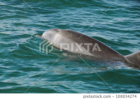 bottlenose dolphin in baja california green waters of magdalena bay bottlenose dolphin in baja california green waters of magdalena bay 108834274
