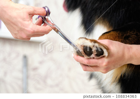 Cutting paws, edging along the contour with scissors close-up 108834363
