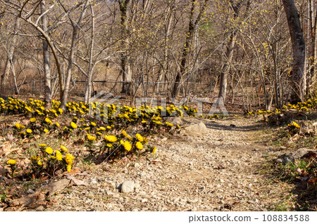 埼玉縣秩父郡南町真雄稻穗山福壽莊花叢生 108834588