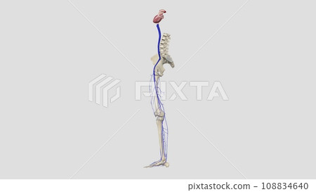 The veins of the lower limb drain deoxygenated blood and return it to the heart 108834640