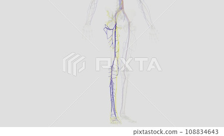 The veins of the lower limb drain deoxygenated blood and return it to the heart The veins of the lower limb drain deoxygenated blood and return it to the heart 108834643
